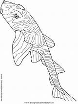 Coloriage Bullhead Pesci Pesce Disegno Colorare Colorier Vissen Fische Imprimé Verschiedene Poisson sketch template