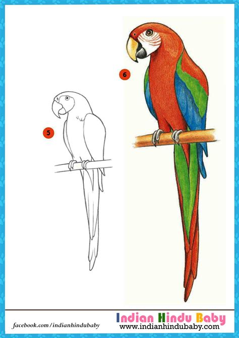 beauty  colorful parrot macau  marvellous teach  kid