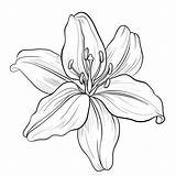 Lily Flower Outline Drawing Flowers Tattoo Drawings Simple Pencil Stencil sketch template
