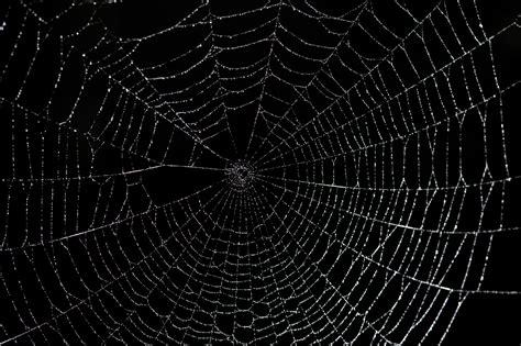spider web blank template imgflip