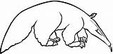 Anteater Oso Hormiguero Colorear Aardvark Colouring Bestcoloringpagesforkids Anteaters sketch template