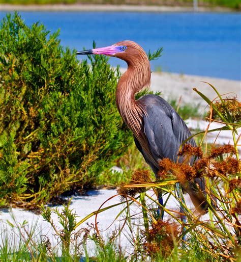 reddish egret shutterbug