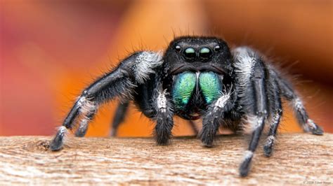 bold jumping spiders  infinite spider