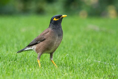 common introduced birds  zealand nature guy