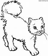 Cat Coloring Pages Cats Printable Colouring Supercoloring Desenhos Colorir Kids Color Magic Para Walk Learning Printables Super Animals Cute Clipartmag sketch template