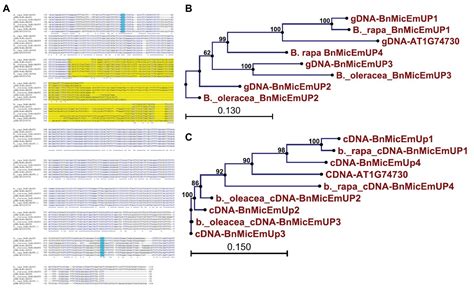 frontiers identification gene structure and expression of bnmicemup