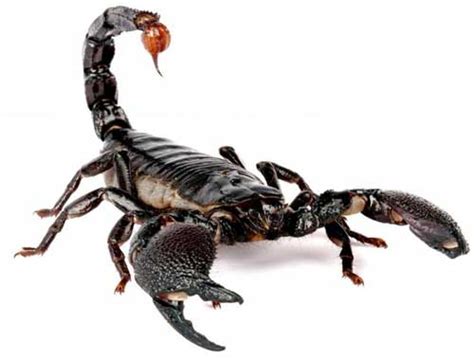 scorpions facts diet habitat sciencefun
