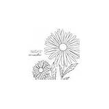 Aster Coloring Flower Amellus Wall Zoom Click sketch template