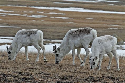 stinky solution  protecting canadas caribou earth rangers wild