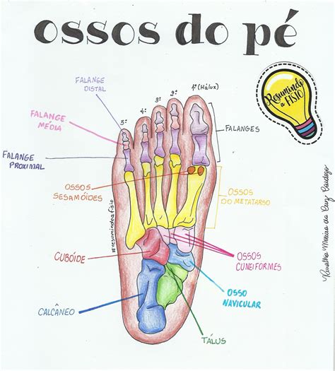 pin em anatomia  fisiologia