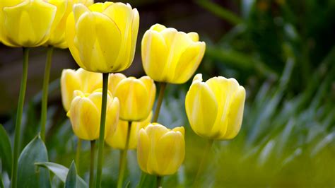 spring yellow flowers wallpaper high definition high quality