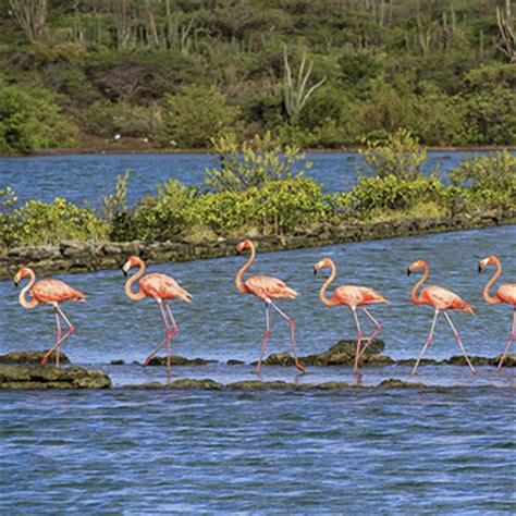 flamingos curacao  willibrordus vind je prachtige flamingos
