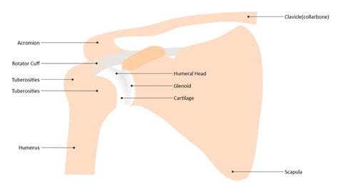 guide  understand shoulder joint  diagram edrawmax