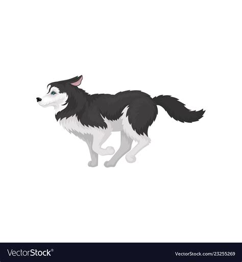 siberian husky running white  black purebred vector image
