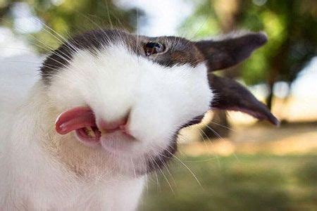 funny bunnies la la la  selfie  pinterest