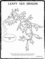 Leafy Coloring Seadragon Sea Dragon Pages Designlooter Cartoon 226px 16kb Animals sketch template
