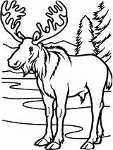 Coloring Pages Moose Animals Wild Mouse sketch template