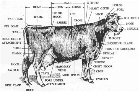 dairy  anatomy parts large animal vet large animals animals  pets parts