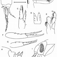 Afbeeldingsresultaten voor "tryphosella Nanoides". Grootte: 185 x 185. Bron: www.researchgate.net