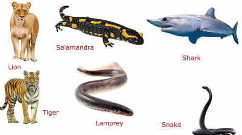 phylum chordata definition  classification origin