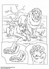 Leones Colorear Leoni Kleurplaat Malvorlage Leeuwen Disegno Ausmalbild Lowen Kostenlose Loewen sketch template
