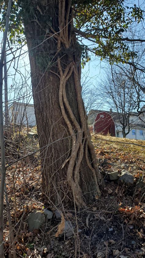 vines growing   oak tree rmarijuanaenthusiasts