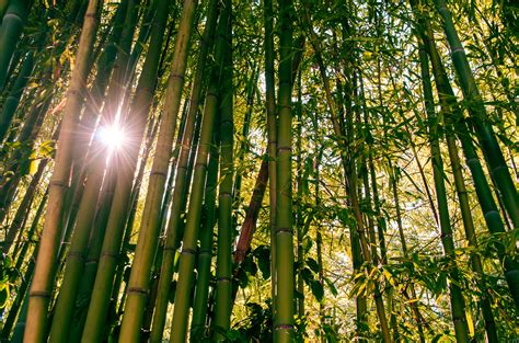 stock photo  bamboo bamboo trees forest