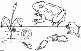 Tadpole Metamorphosis Frogs Tadpoles Indexhtml Kaiser Printable sketch template