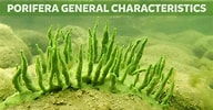 Afbeeldingsresultaten voor "rissoa Porifera". Grootte: 192 x 100. Bron: rajusbiology.com