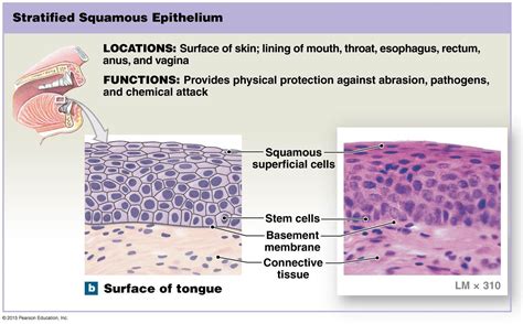 stratified squamous epithelium structure  xxx hot girl