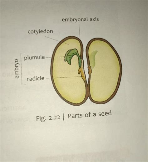 diagram explain  parts  seed  short brainlyin