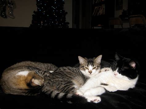 stacy  oscar hunt kitties  finally cuddling