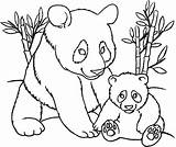 Panda Coloring Pages Printable Cute Adult Sheets Kids sketch template