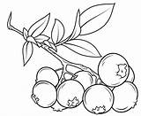Blueberry Branch Coloringonly sketch template