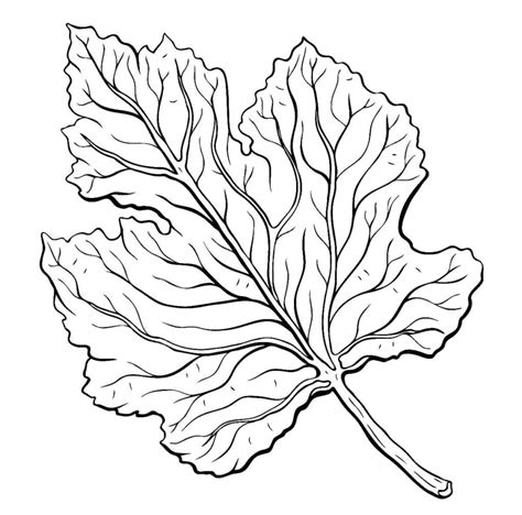 fall leaf image coloring page  print  color