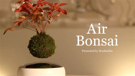 air bonsai create your little star by hoshinchu air