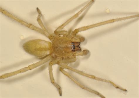 pale yellow spider cheiracanthium mildei bugguidenet