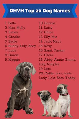 popular english bulldog names dog names bulldog names cute puppy names