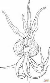 Orchid Drawing Cattleya Clam Shell Epidendrum Online Getdrawings Clamshell Coloring Paintingvalley sketch template