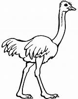 Ostrich Kolorowanki Avestruz Colorir Ostriches Zwierzeta Preschoolcrafts Dzieci Ema Darmowe sketch template