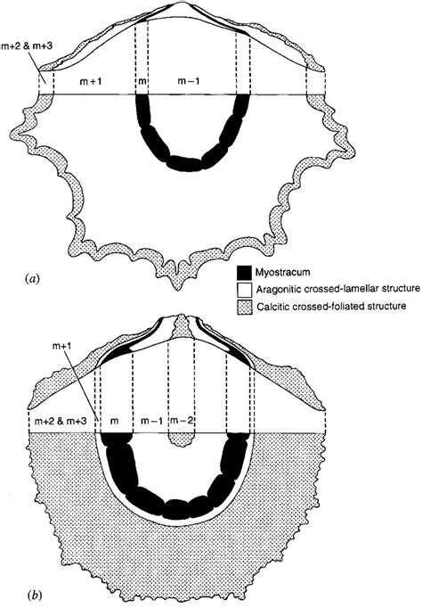diagrams  transverse cross sections  interior views  posterior