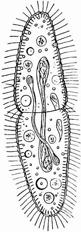 Paramecium Clipart Etc Original Medium Clipground Large Usf Edu sketch template