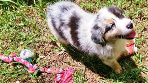 shamrock rose aussies update available puppies 7 29 15