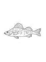 Coloring Crappie Perch Maryland Yellow sketch template