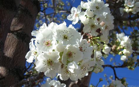 spring white blossom wallpaper