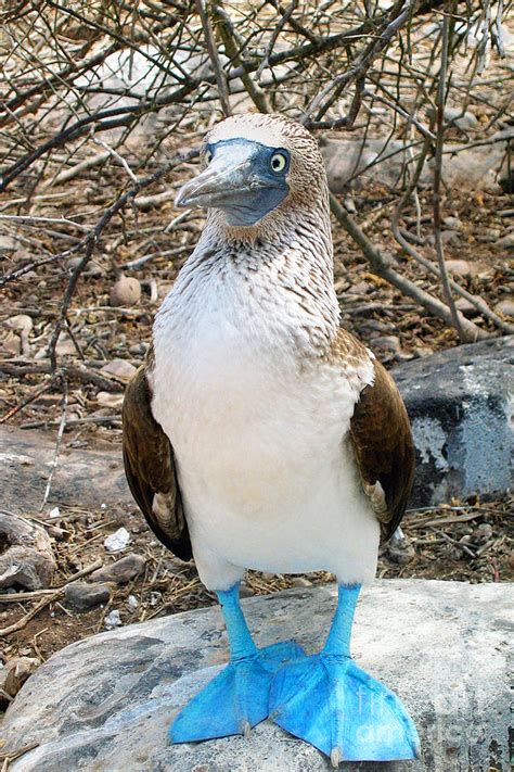 Galapagos Island Blue Footed Booby Bird 1 Digital Art By Eva Kaufman