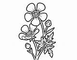 Bouton Ranuncolo Colorir Coloriage Fiore Ranunculus Acris Acolore Desenhos Coloritou sketch template