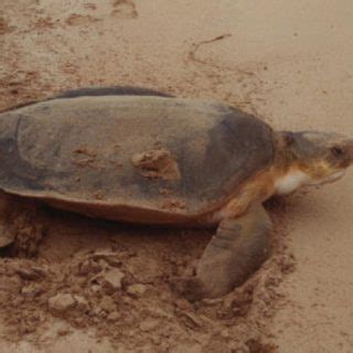 flatback sea turtle facts  pictures