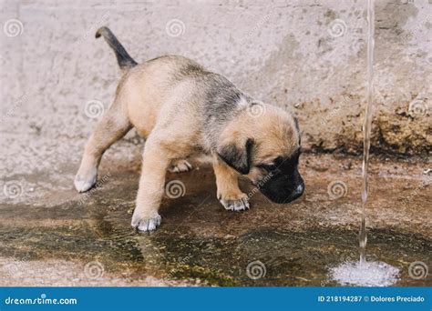 beautiful  cuddly english mastiff puppy drinking water   fountain stock image image