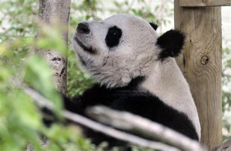 Love Shy Panda Artificially Inseminated